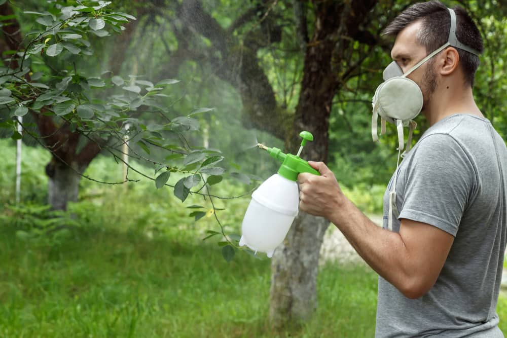 A man uses pesticides on his garden